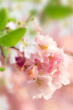 粉色樱花鲜花图片