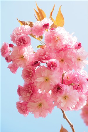 唯美粉色樱花鲜花图片