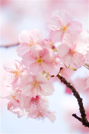 唯美粉色樱花鲜花图片