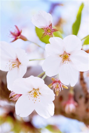 白色樱花鲜花图片