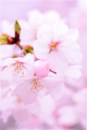 粉色樱花鲜花图片