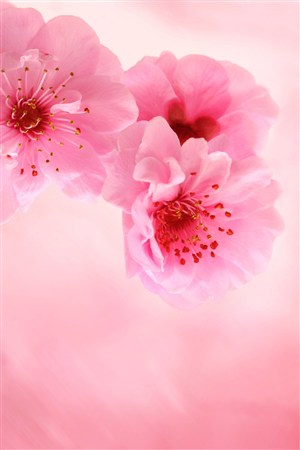 唯美樱花鲜花图片