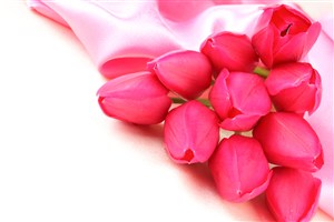 粉色郁金香高清鲜花图片