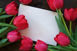 红色郁金香鲜花图片