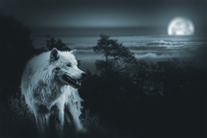 月夜里的海面和白狼高清图片