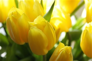 唯美黄色郁金香鲜花图片