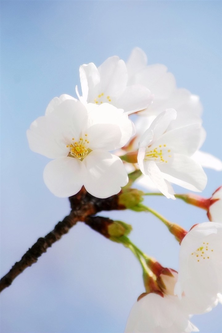 白色樱花鲜花图片