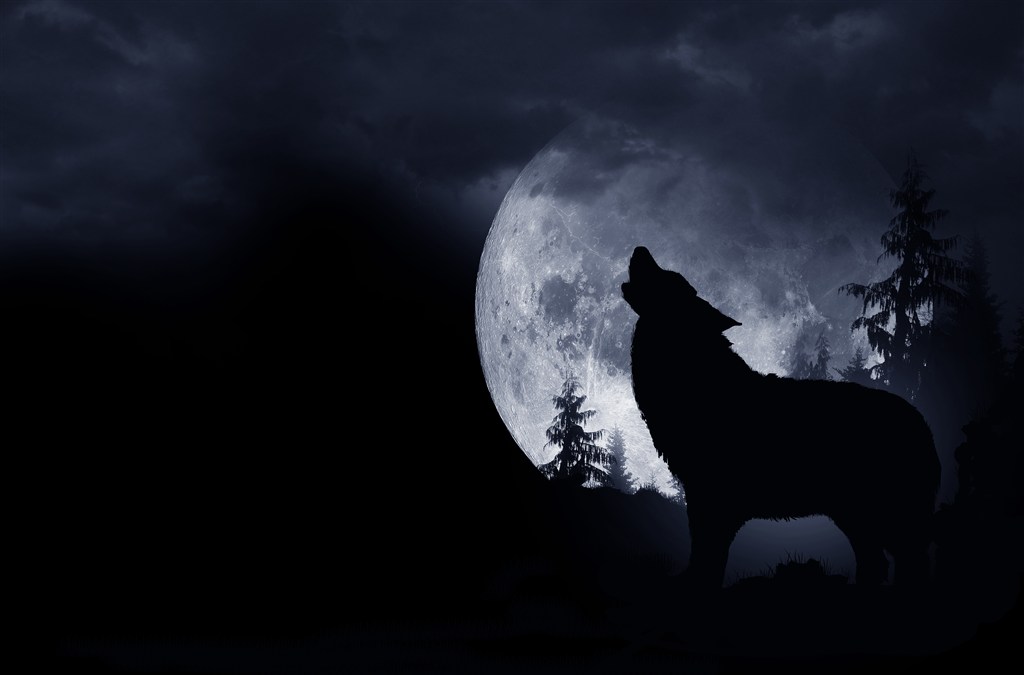 月光下仰天嚎叫的狼剪影高清图