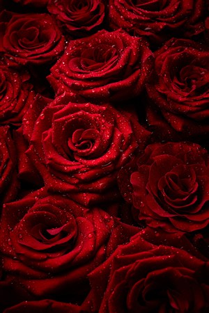 红色玫瑰花上的露珠高清图片