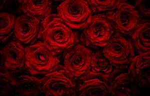 红玫瑰露珠背景墙高清图片