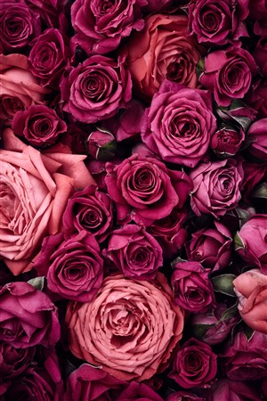 彩色玫瑰花背景墙高清图片