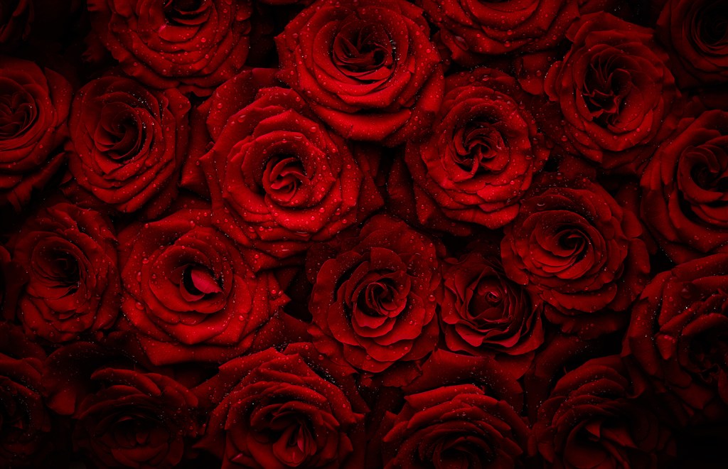 红玫瑰露珠背景墙高清图片