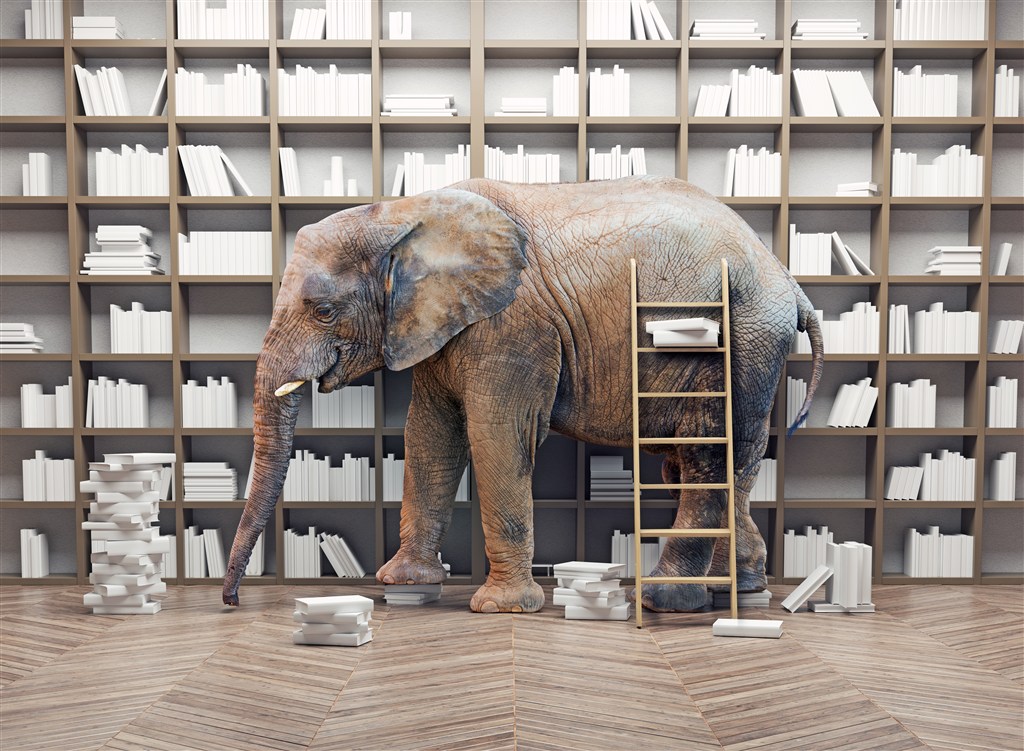 书架前的大象和梯子高清图片