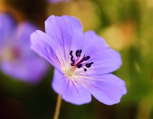唯美紫色鲜花花蕊高清摄影