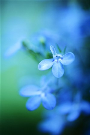 蓝色唯美鲜花图片