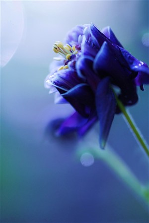 唯美蓝色鲜花图片