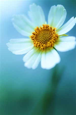 白色雏菊唯美鲜花图片