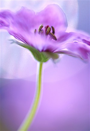 紫色唯美花蕊鲜花图片