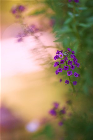 紫色唯美鲜花图片