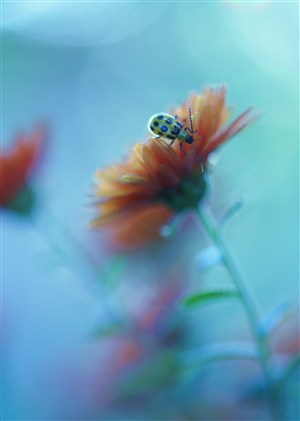 唯美鮮花蜜蜂高清圖片