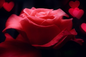唯美红色玫瑰鲜花图片