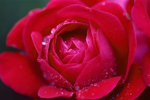 唯美红玫瑰高清鲜花图片