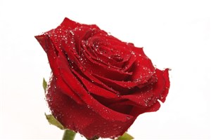 带有水珠的红玫瑰鲜花图片