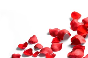 散落的红玫瑰鲜花图片