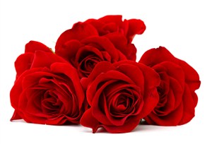鲜艳红色玫瑰花鲜花图片