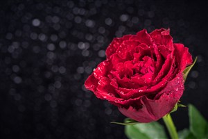 唯美红玫瑰鲜花图片