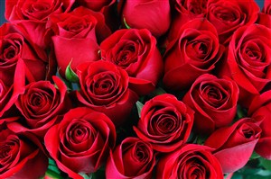 唯美红玫瑰花鲜花图片
