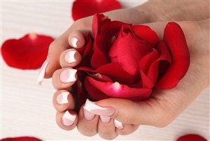 双手手捧红玫瑰花瓣鲜花图片