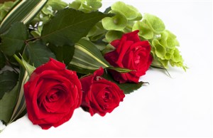 高清红玫瑰鲜花图片