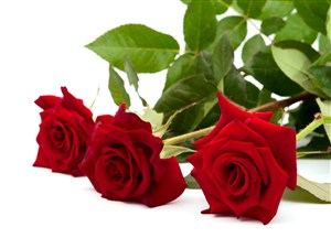 红玫瑰玫瑰花鲜花图片