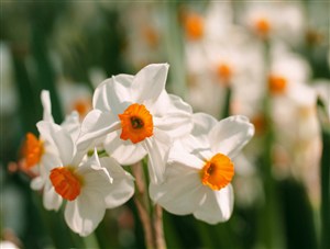 白色花朵高清摄影鲜花图片