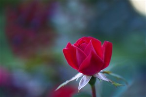 唯美红玫瑰高清摄影鲜花图片