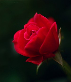 红玫瑰高清摄影图片