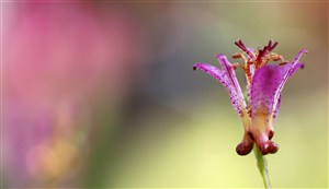 唯美鲜花花蕊高清图片