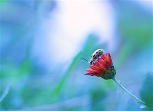 唯美康乃馨昆虫高清摄影