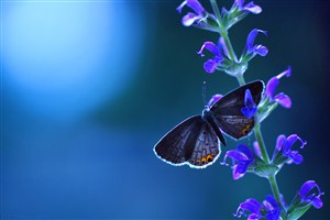 唯美鲜花蝴蝶高清摄影图片