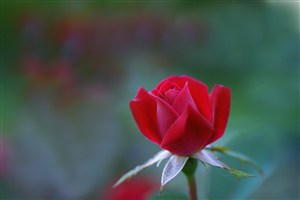 唯美红玫瑰高清鲜花图片
