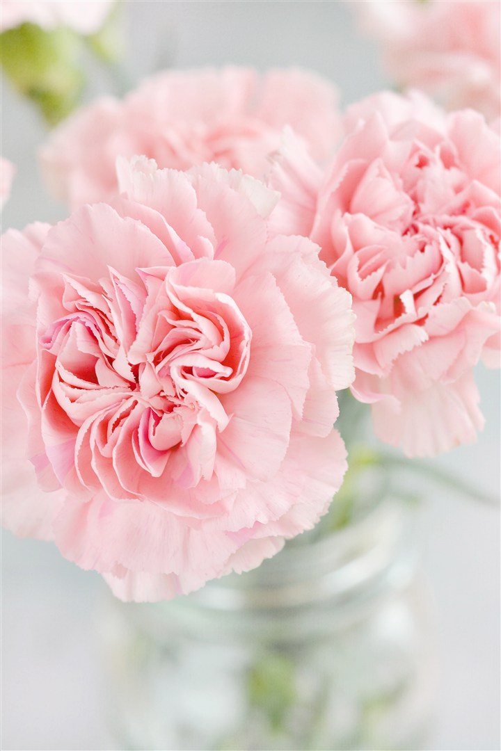 粉色康乃馨鲜花图片