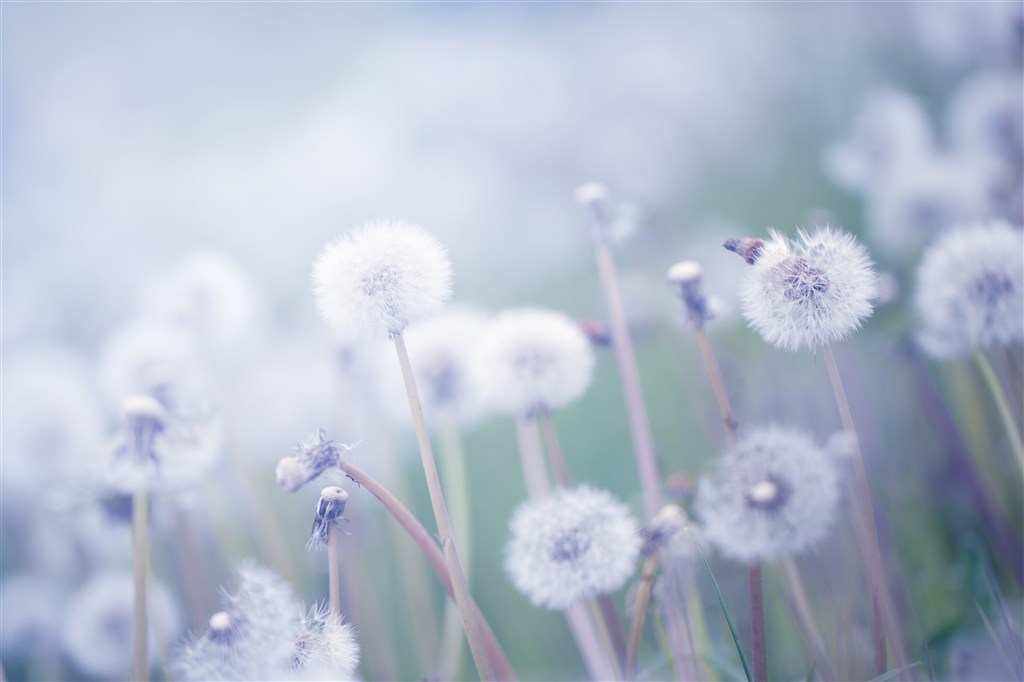 唯美蒲公英鲜花图片