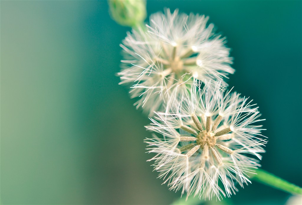 唯美蒲公英鮮花圖片