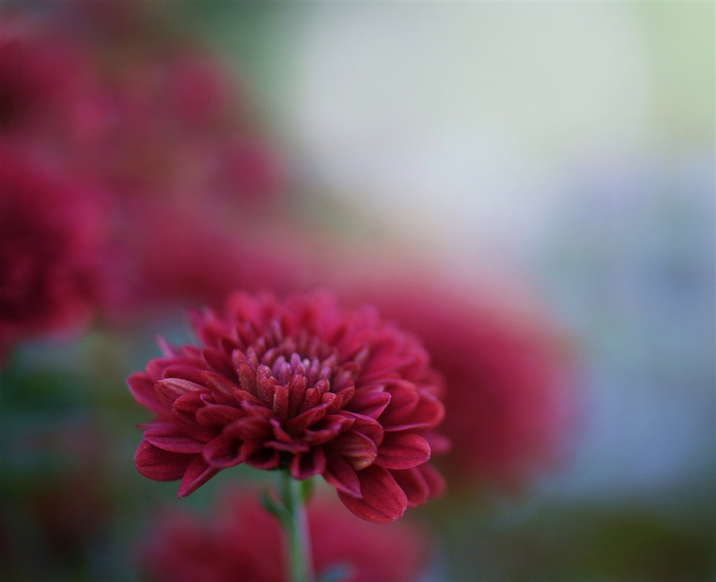 唯美鮮花花蕊高清攝影圖片