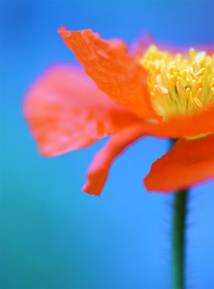 唯美鮮花圖片