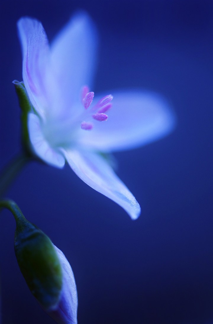 唯美鮮花花蕊圖片