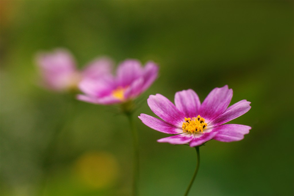 唯美鮮花圖片