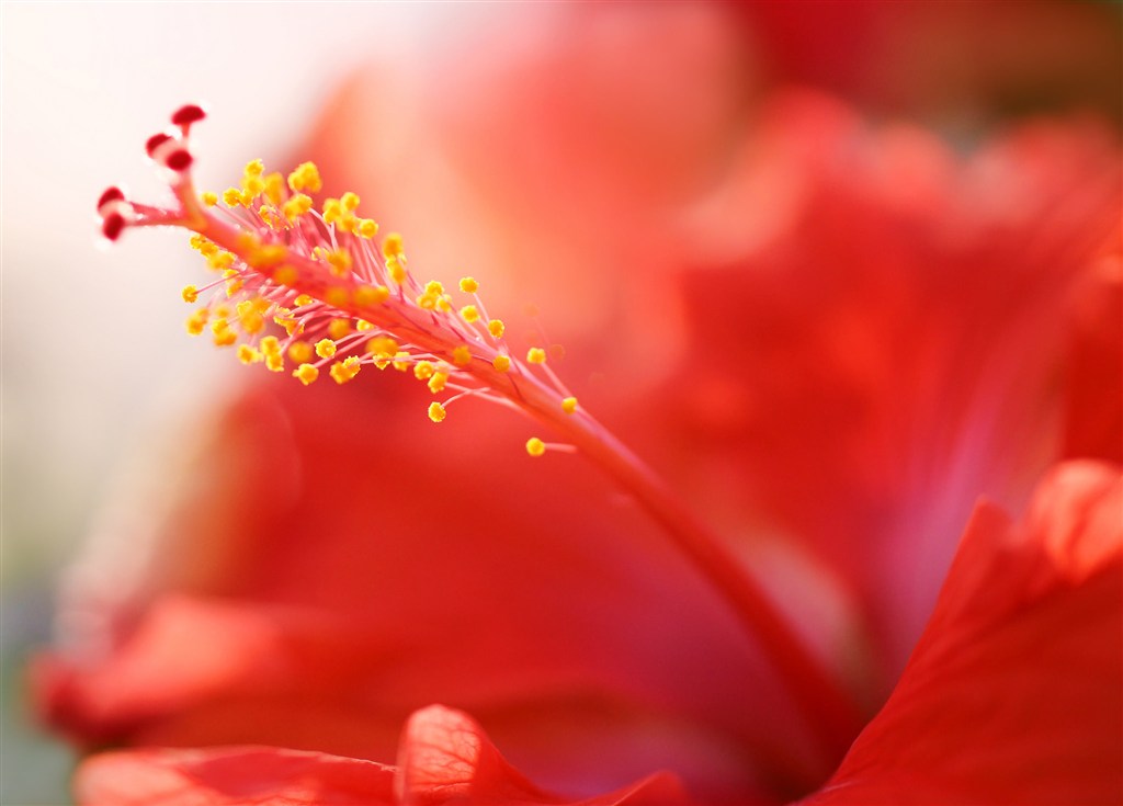 唯美花蕊鮮花高清攝影圖片