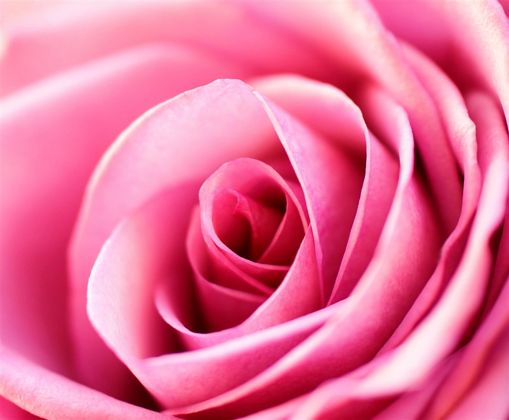 唯美粉色玫瑰鲜花图片